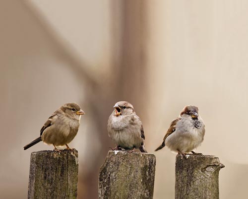 Vogelvoederlijstje Tuinschilderij 3 mussen op paaltjes - Afbeelding 3