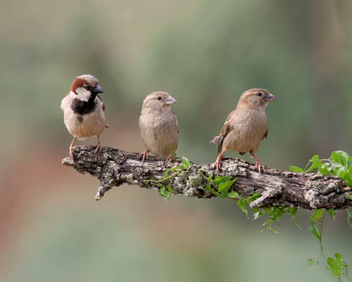Vogelvoederlijstje Tuinschilderij 3 mussen op tak groen - Afbeelding 3