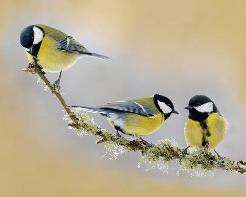 Vogelvoederlijstje Tuinschilderij 3 koolmeesjes op tak - Afbeelding 3