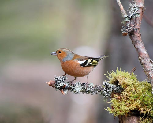 Vogelvoederlijstje Tuinschilderij Vink op mostak - Afbeelding 3