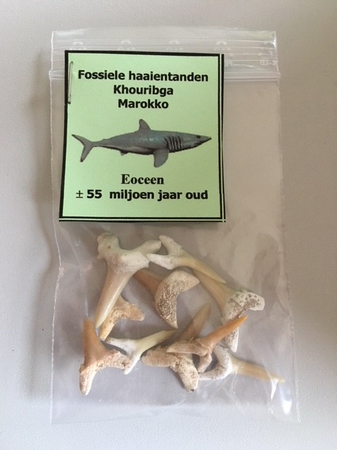 Fossiele haaientanden uit Marokko ±11 gram HK0053