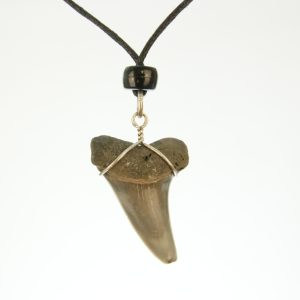 Haaientandketting- Fossiel- 3 à 3,5 cm HK0004