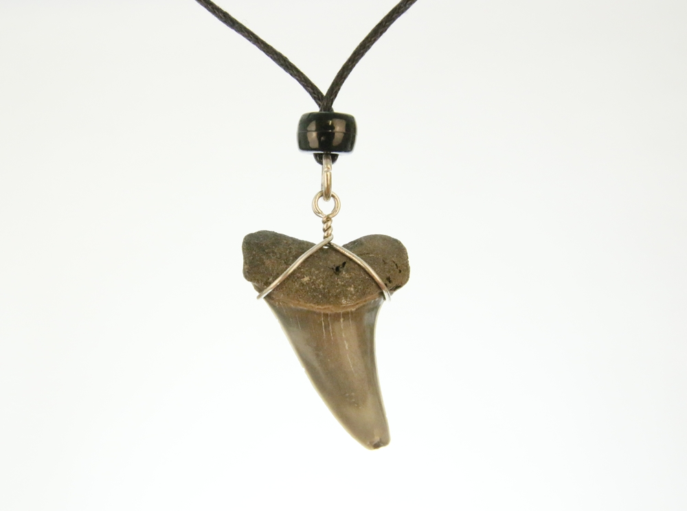 Haaientandketting- Fossiel- 3 à 3,5 cm HK0004