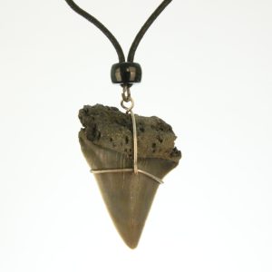 Haaientandketting- Fossiel- 4 à 4,5 cm HK0006