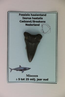 Fossiele haaientand ±4 cm HK0024