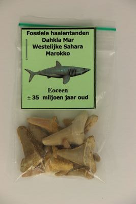 Fossiele haaientanden uit Marokko HK0025