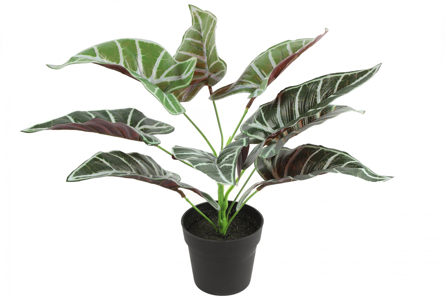 Alocasia groen L15B15H32CM