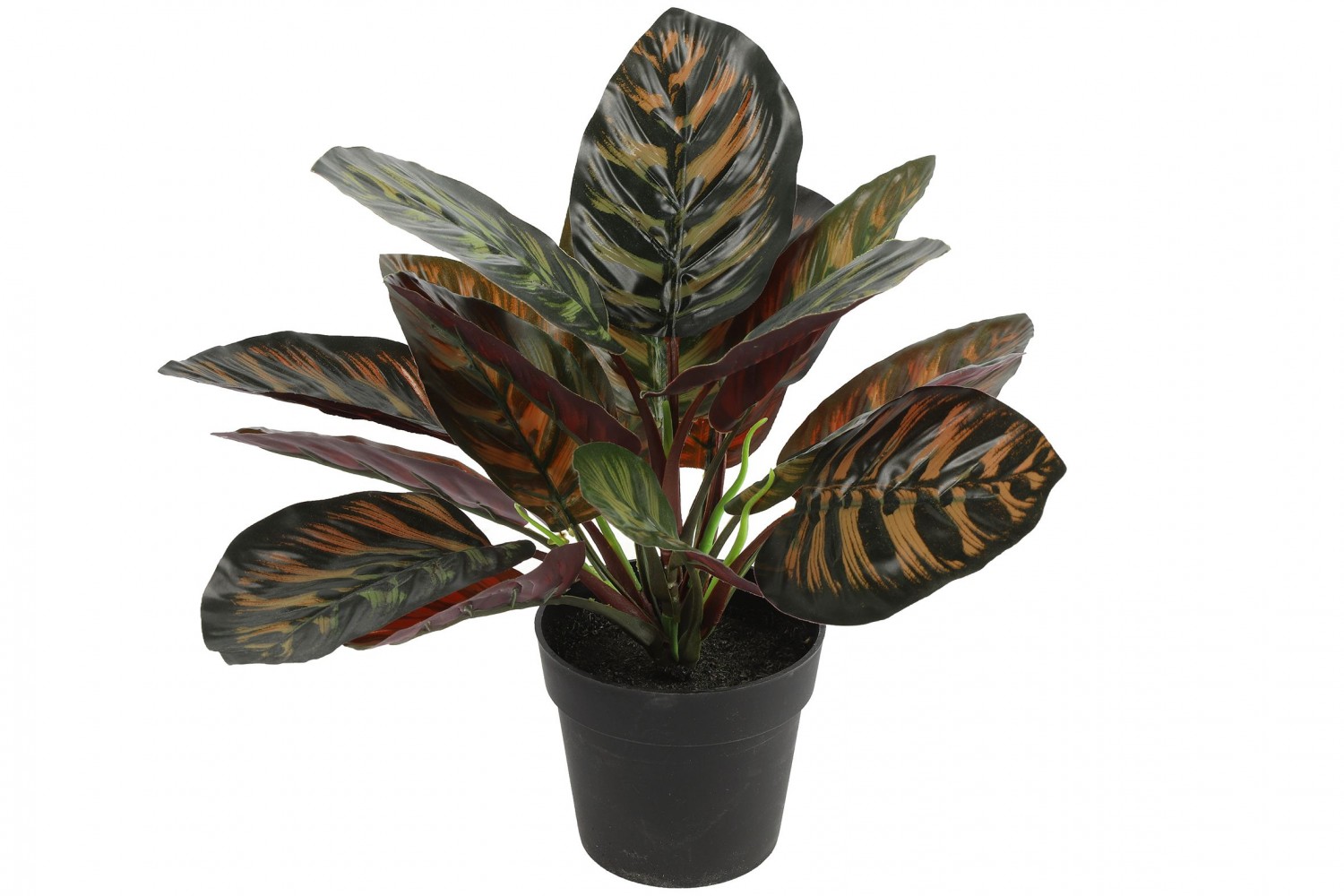 Calathea groen L15B15H28CM