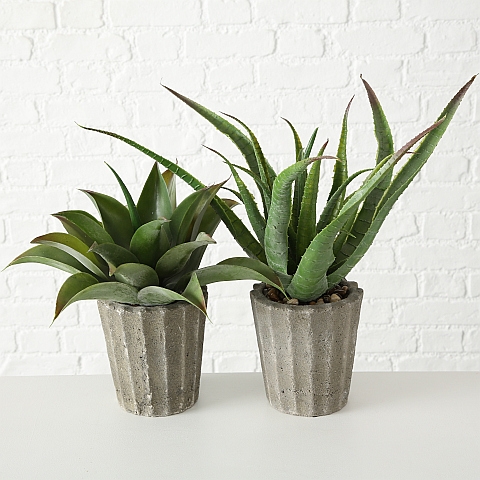 Agave in cement pot 2ass H50cm plastic