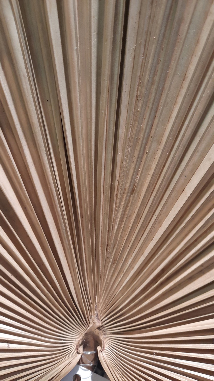 Blad naturel maat S ±40x35cm - Afbeelding 2