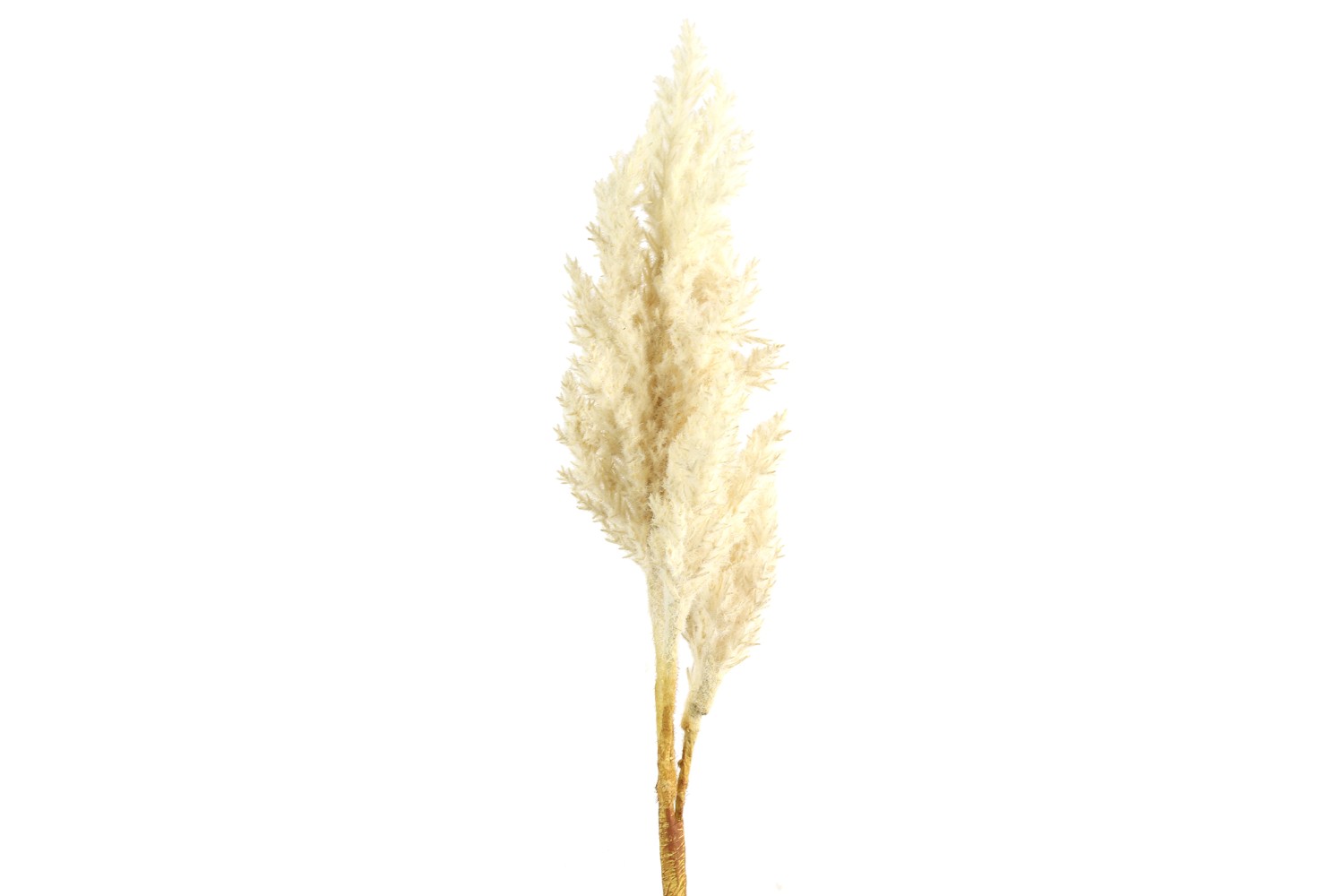 Astilbe crème L12B22H81CM
