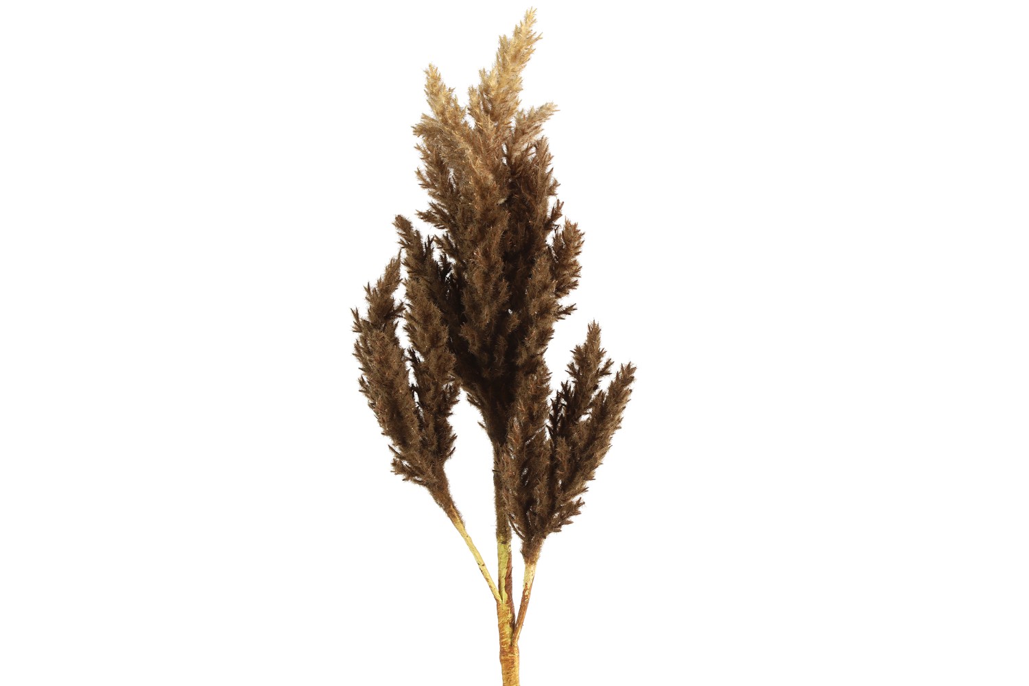 Astilbe bruin Droogbloem plastic L12B22H81CM