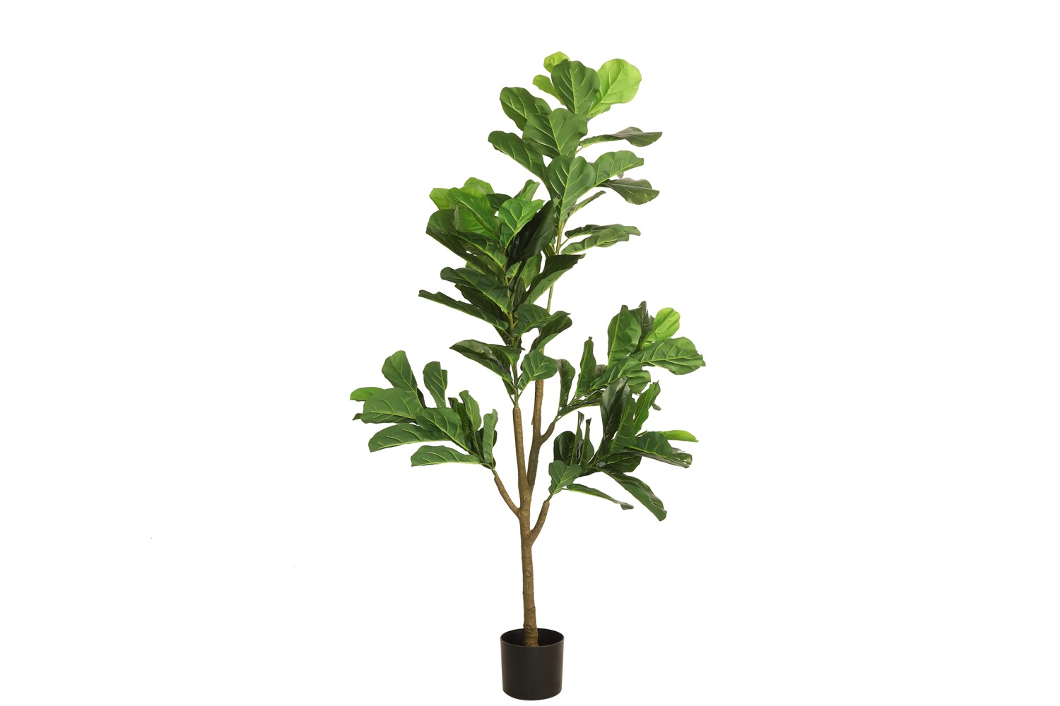 Ficus lyrata L groen L48B60H174CM