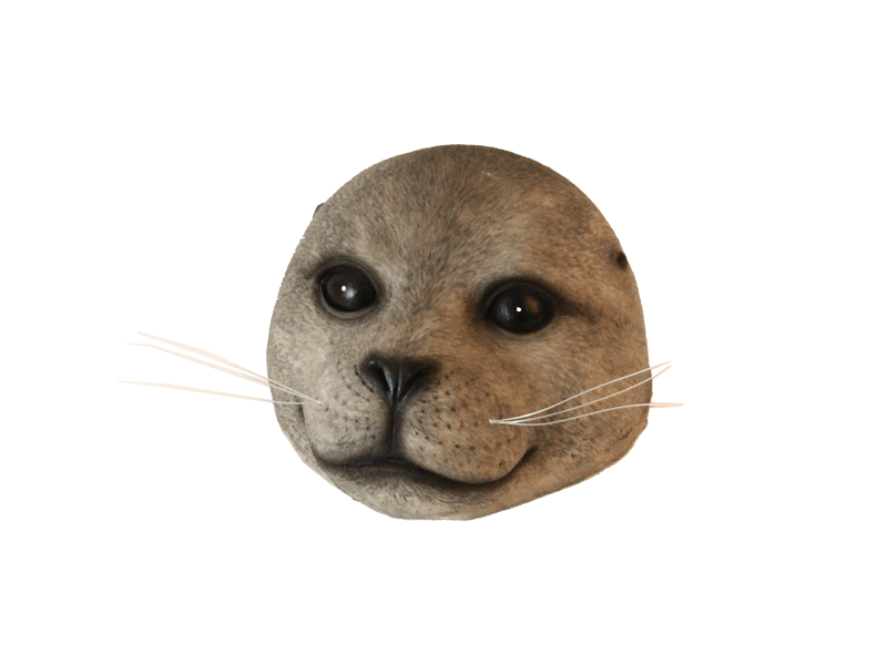 Drijvende zeehond grijs