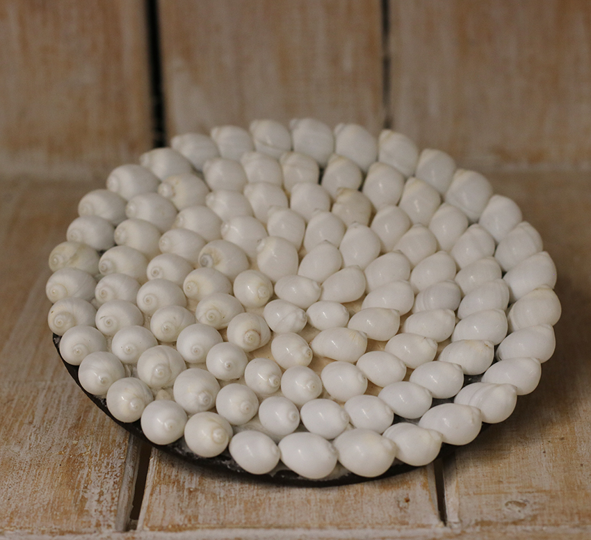 Onderzetter witte schelp ±15cm