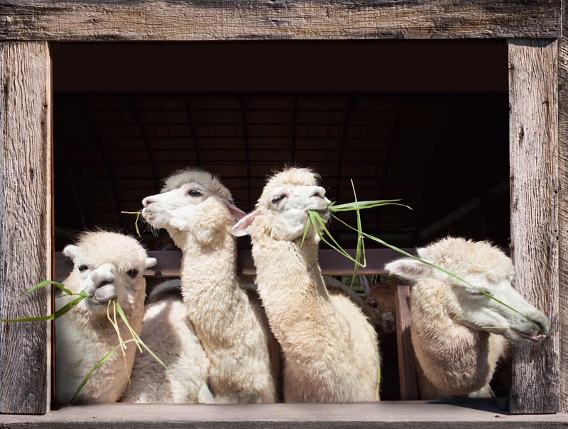 Outdoor tuinposter 4 alpaca's