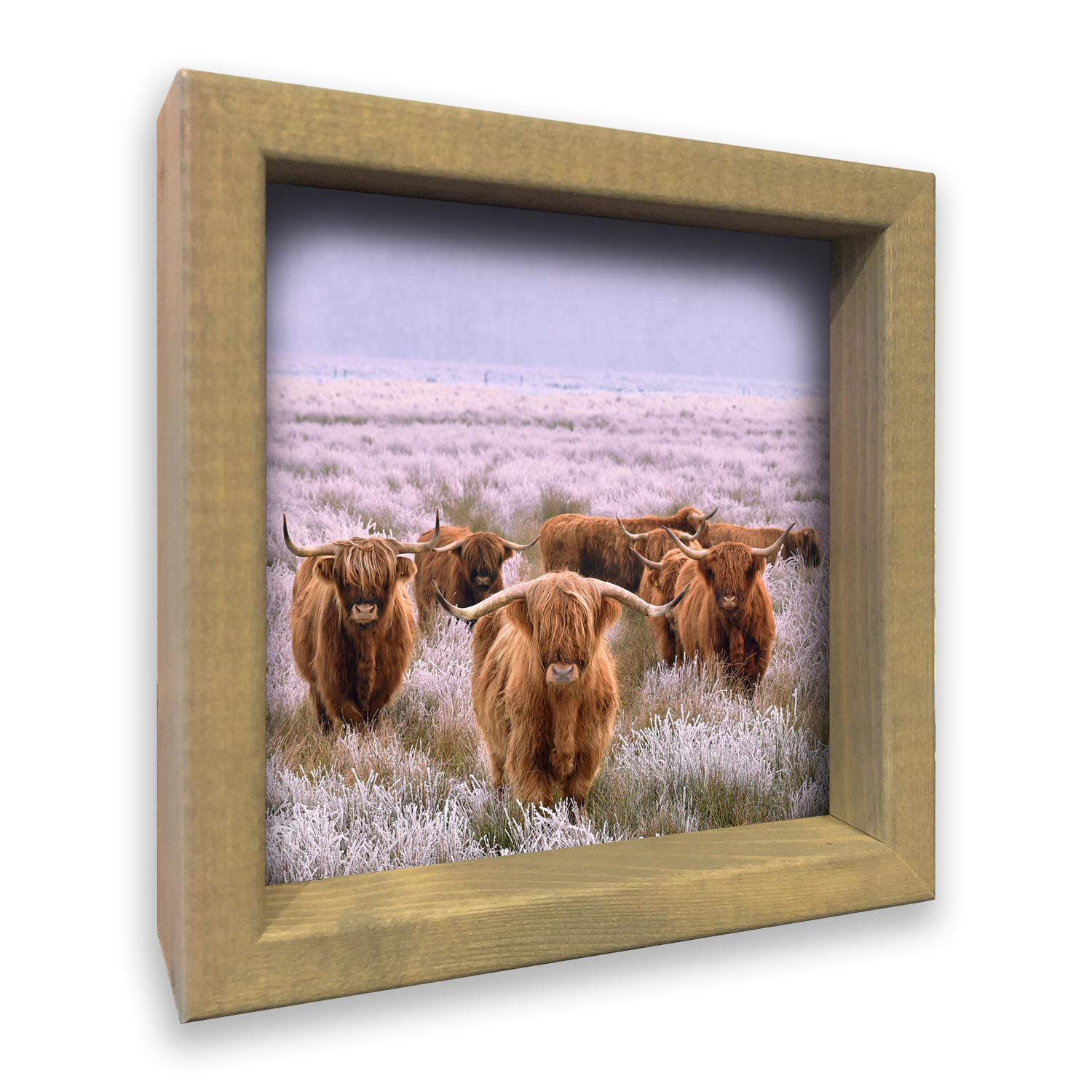 3D Longhorns