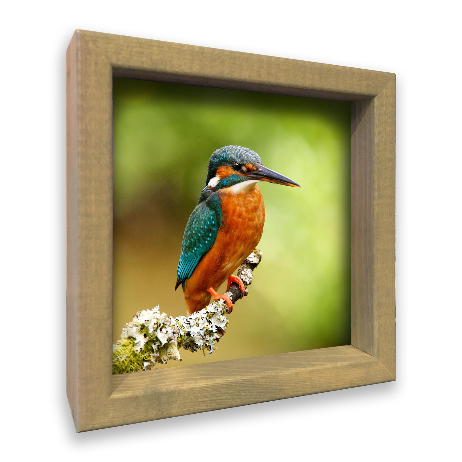 3D Ijsvogel