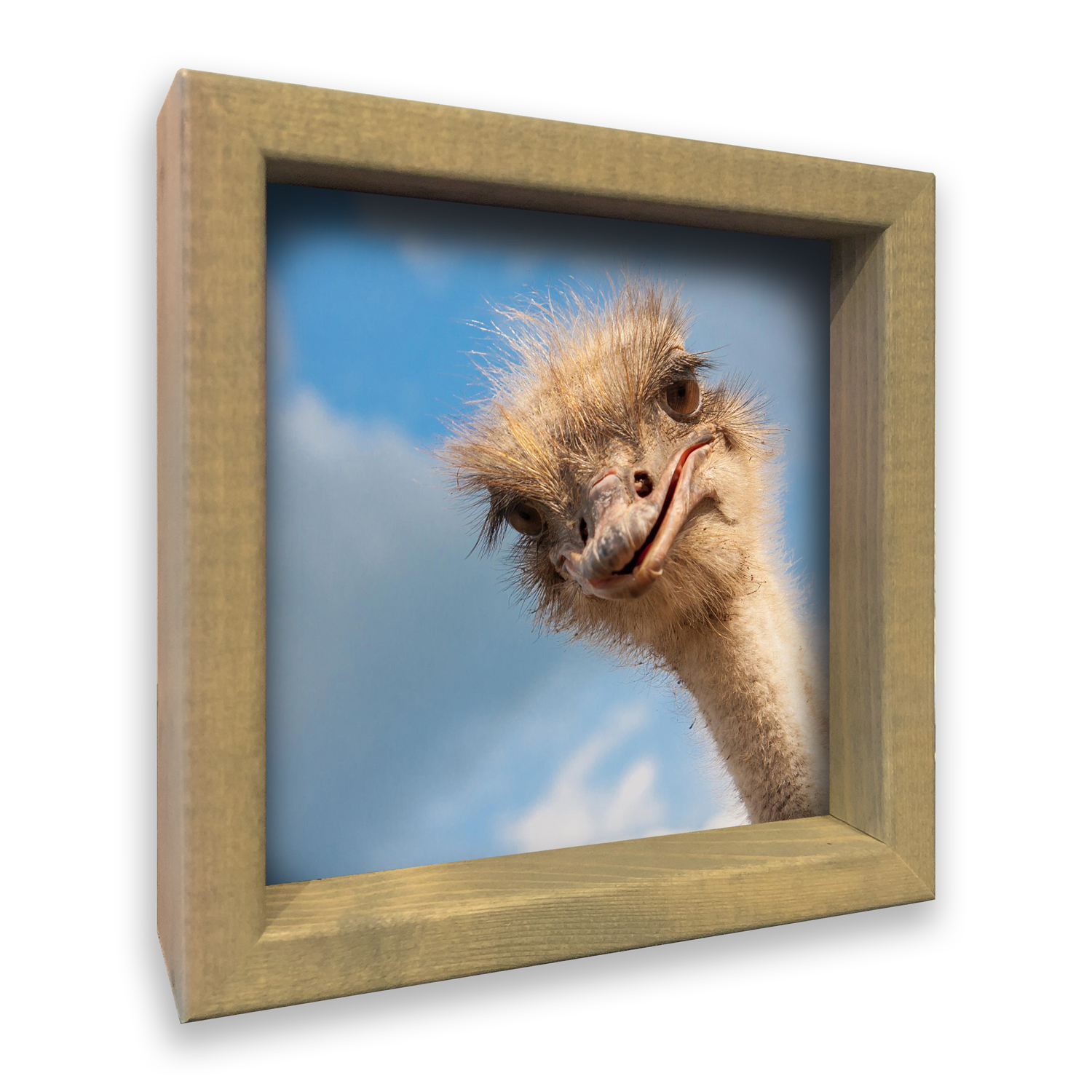 3D Struisvogel