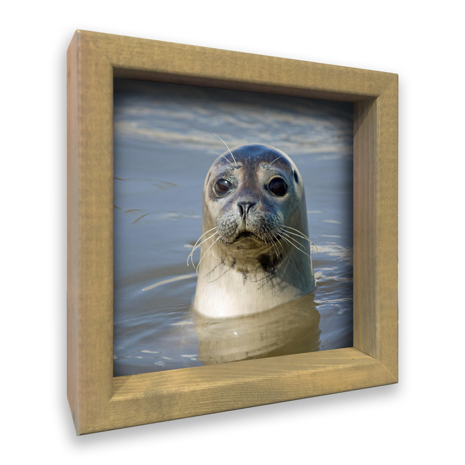 3D Zeehond
