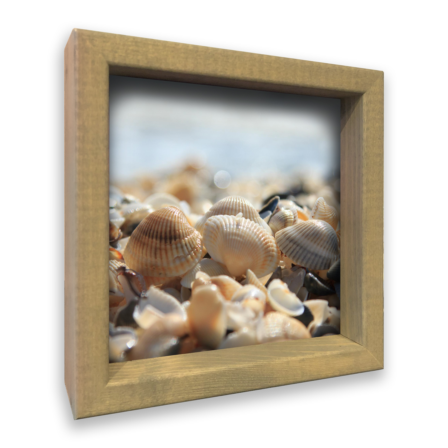 3D Schelpen