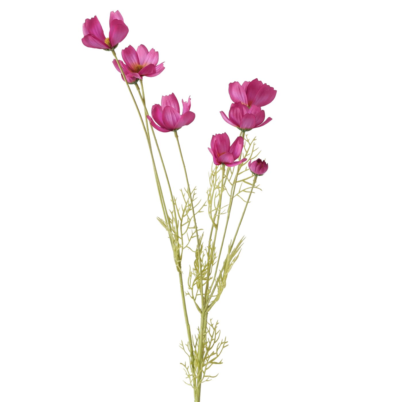 Bloementak Cosmea, Gerbera, voor binnen, H 10cm