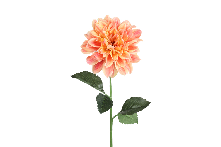 Dahlia zalm