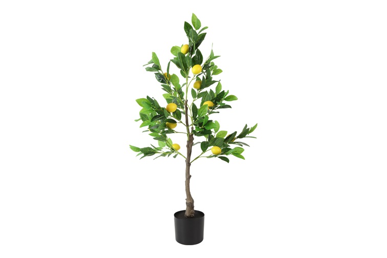 Citrus limon M geel