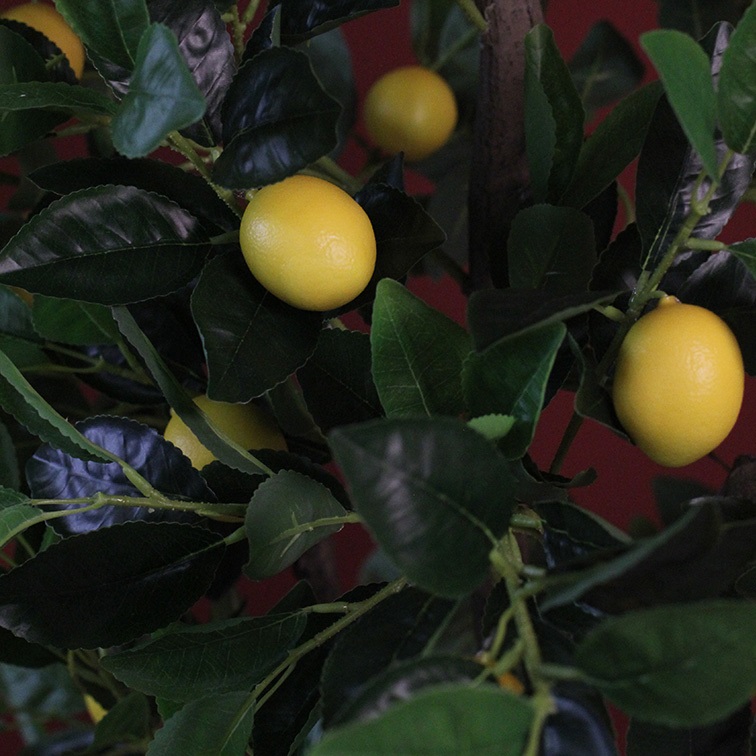 Citrus limon M geel - Afbeelding 3