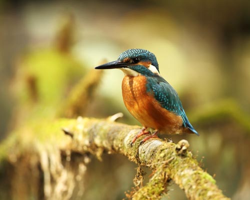 Vogelvoederlijstje Tuinschilderij Ijsvogel - Afbeelding 2