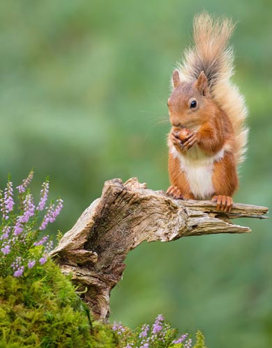 Vogelvoederlijstje Tuinschilderij Eekhoorn Groen - Afbeelding 2