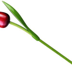 Tulp hout rood wit 34cm