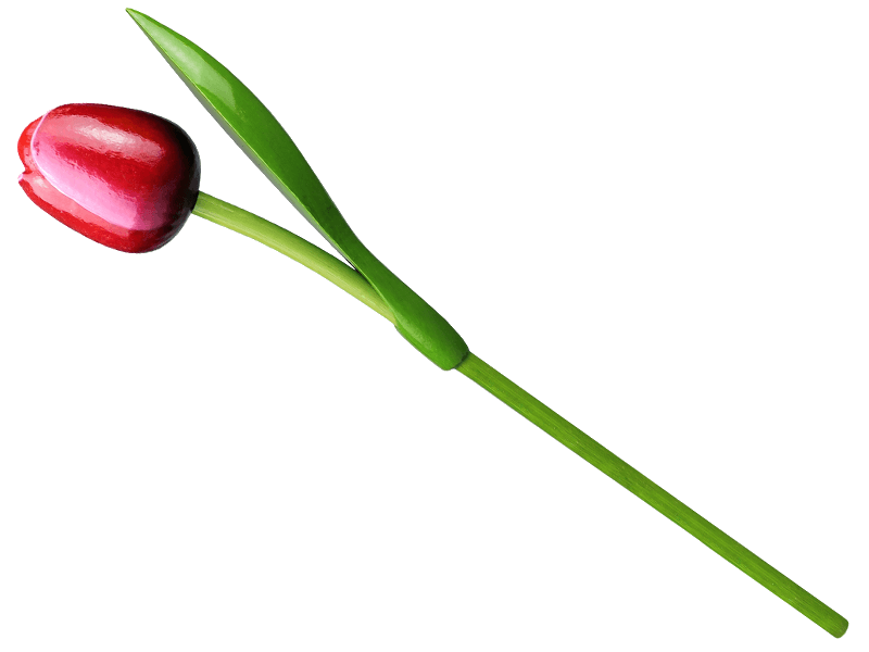 Tulp hout rood wit 34cm