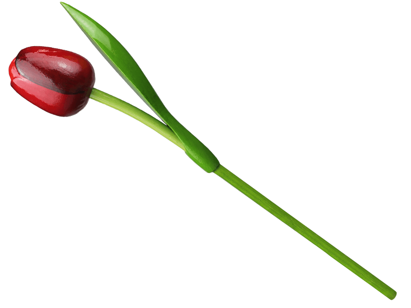 Tulp hout rood aubergine 34cm