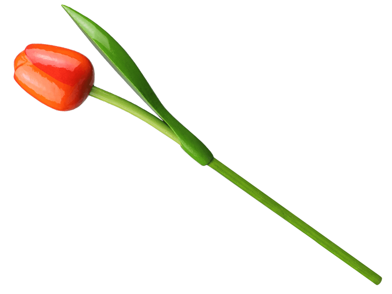 Tulp hout oranje rood 34cm