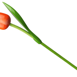 Tulp hout oranje-wit 34 cm