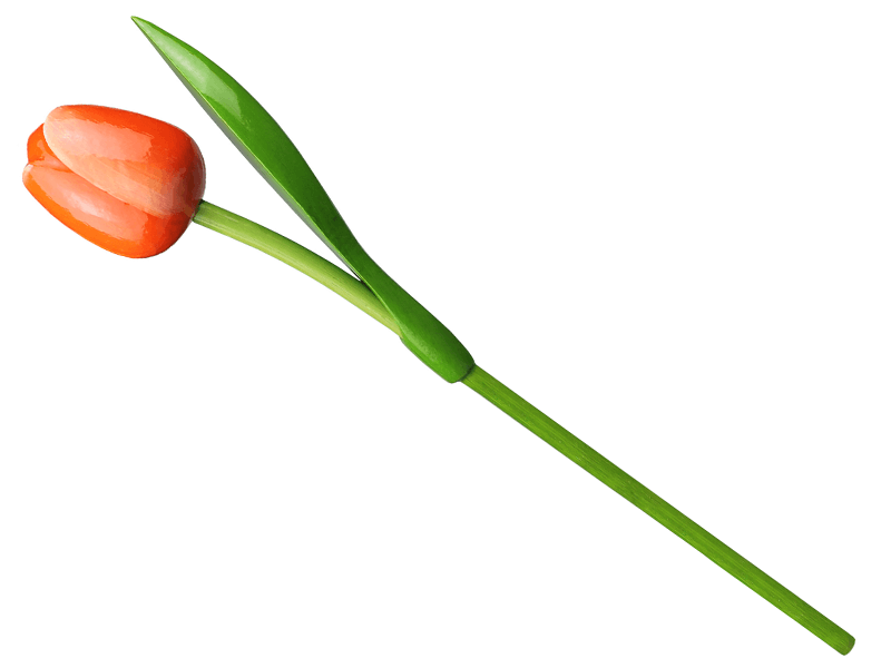 Tulp hout oranje-wit 34 cm