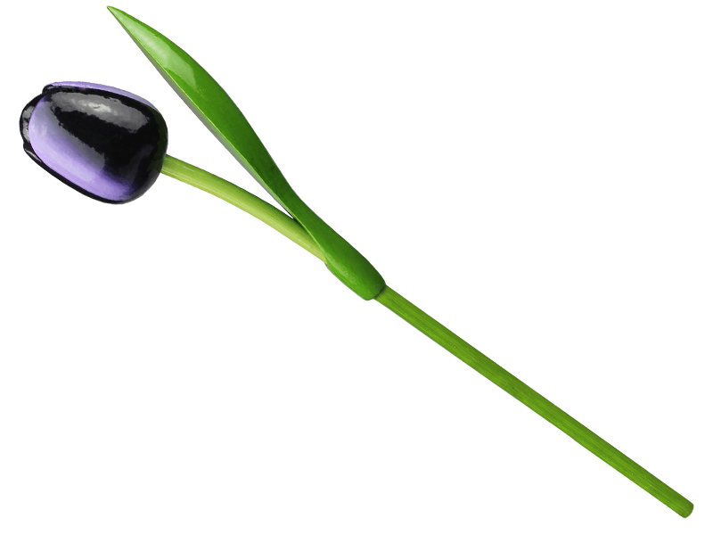 Tulp hout aubergine-wit 34 cm