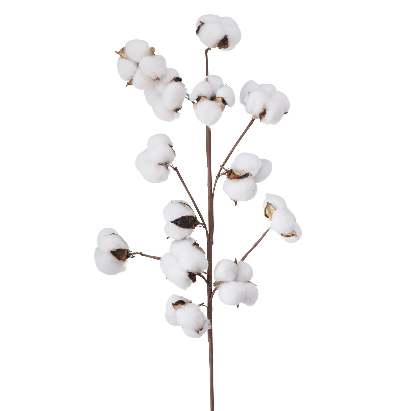 Decoratieve tak, katoenplant