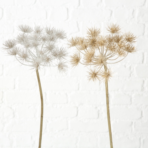 Droogbloem Allium kstf h76cm mlt a2