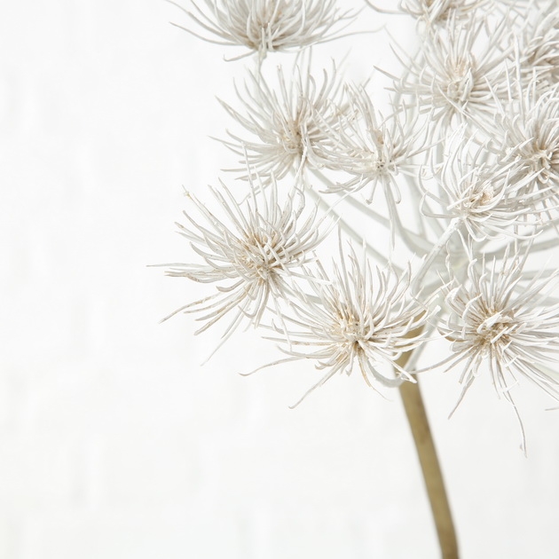 Droogbloem Allium kstf h76cm mlt a2 - Afbeelding 2