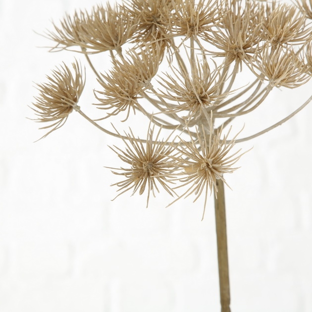 Droogbloem Allium kstf h76cm mlt a2 - Afbeelding 4