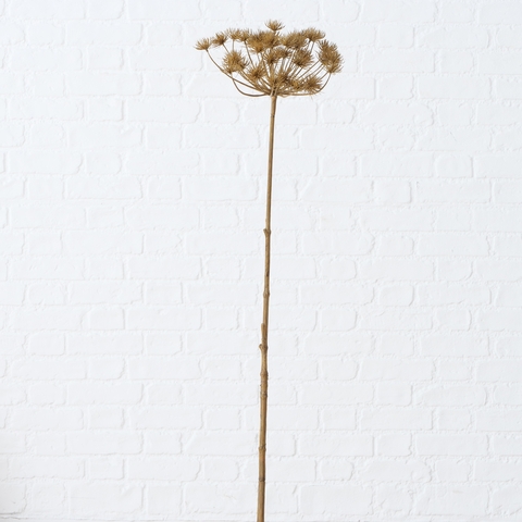 Decorative branch , Hogweed,