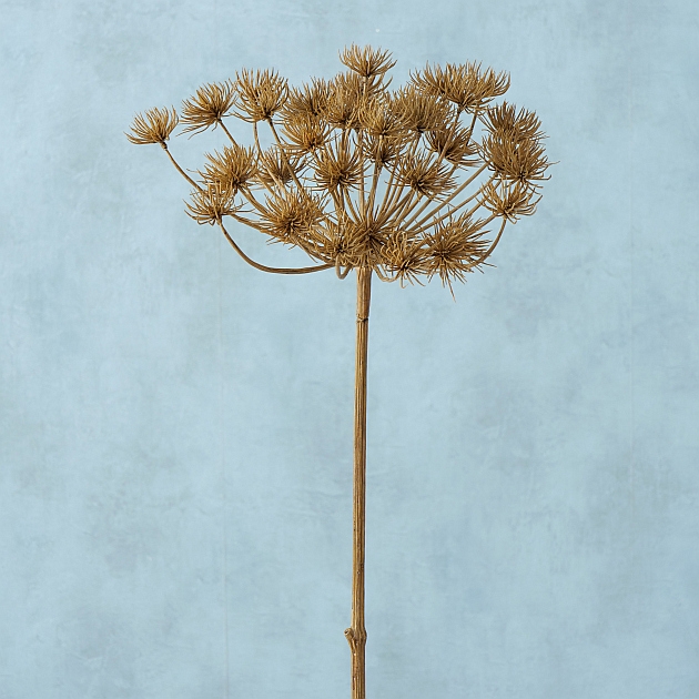 Decorative branch , Hogweed, - Afbeelding 3