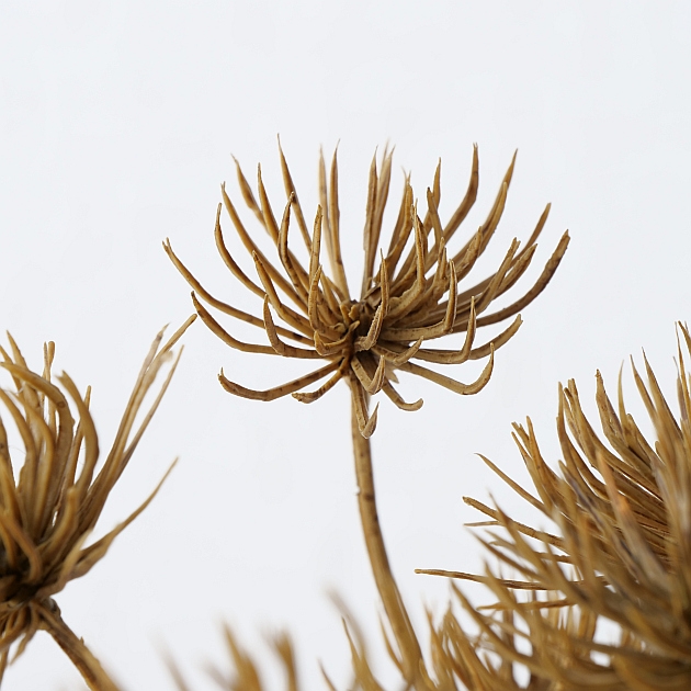 Decorative branch , Hogweed, - Afbeelding 4