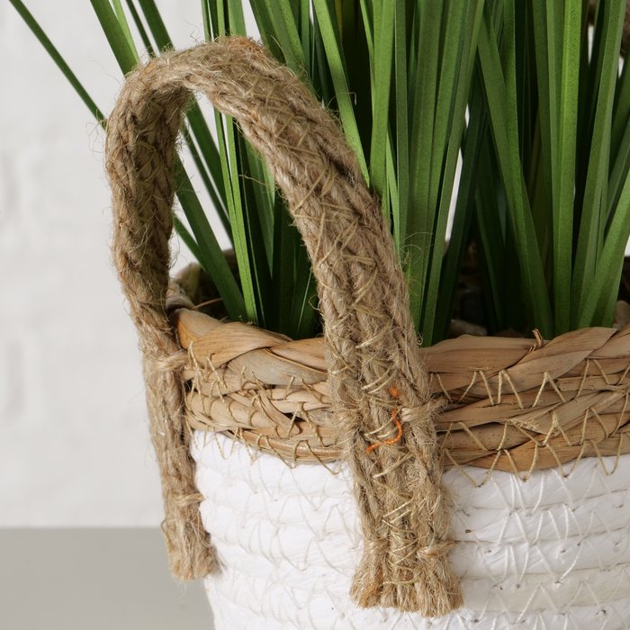Plant in mand gras H49cm - Afbeelding 3