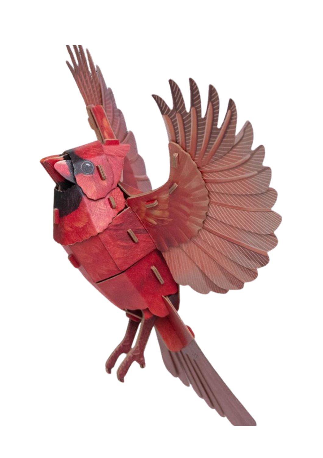 American Cardinal