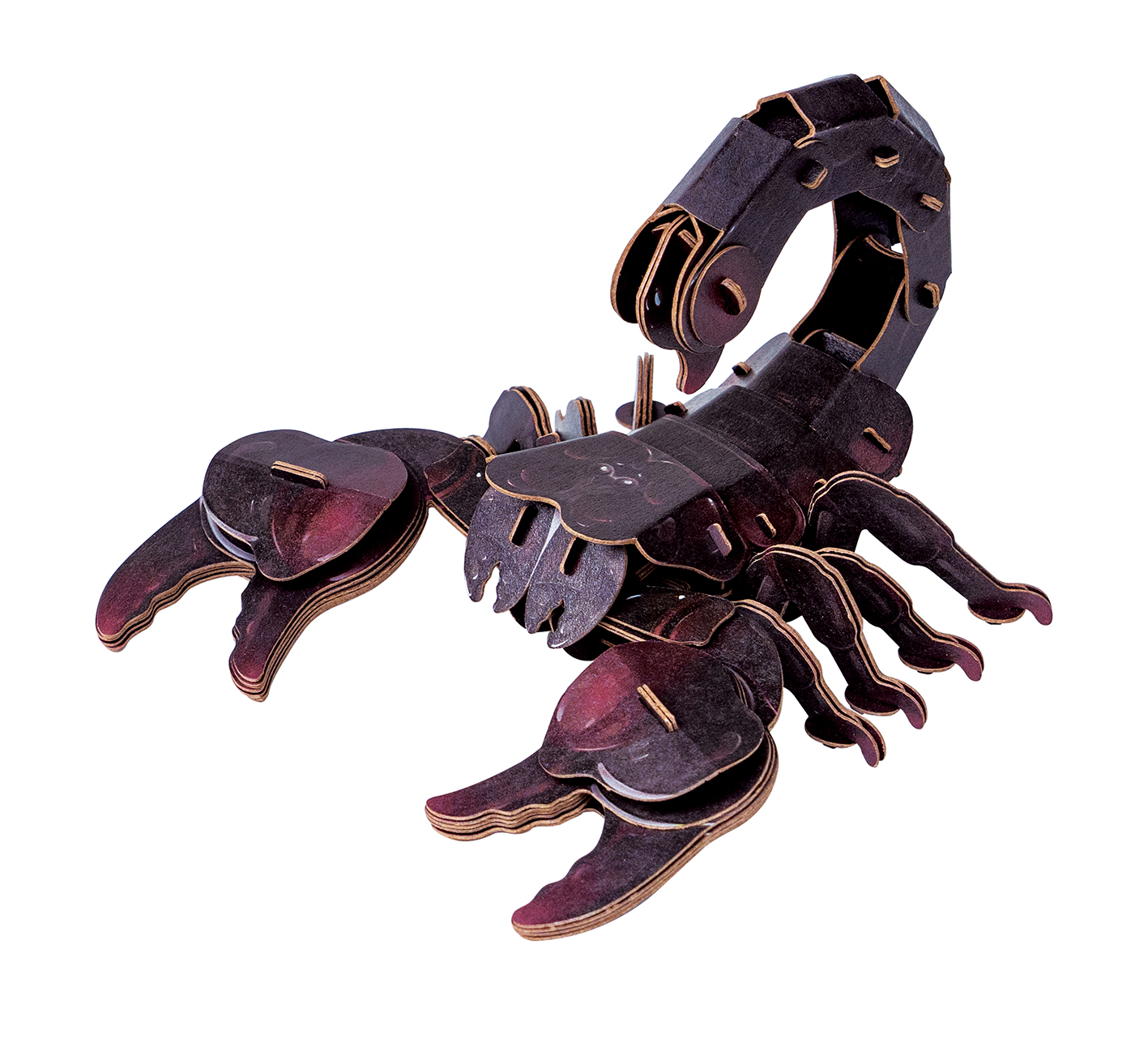Rainforest Scorpion