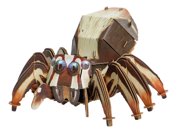 Jumping Spider